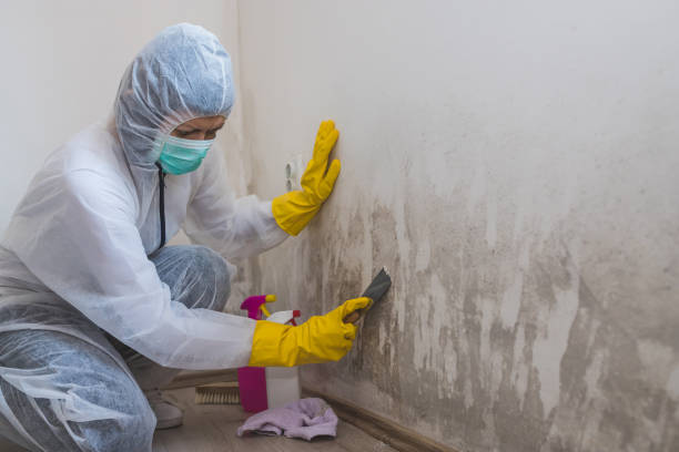Best Mold Damage Restoration  in Sewaren, NJ