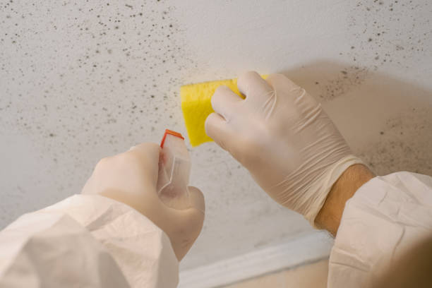Best Water Damage & Mold Remediation  in Sewaren, NJ