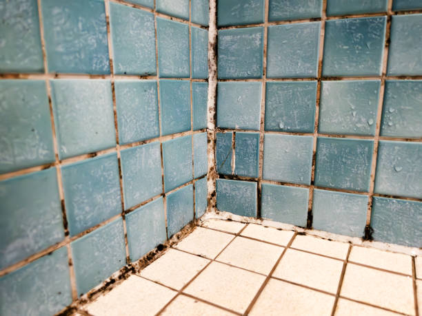 Best Biohazard Mold Removal  in Sewaren, NJ