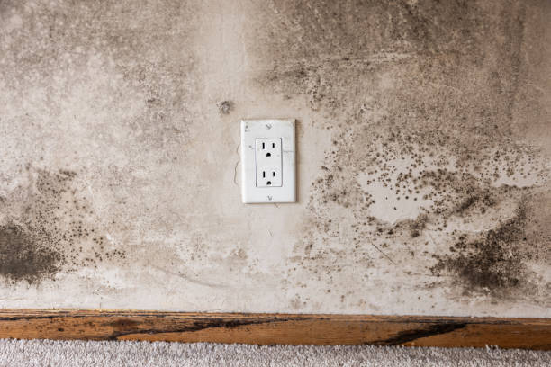 Best Forensic Mold Investigation  in Sewaren, NJ