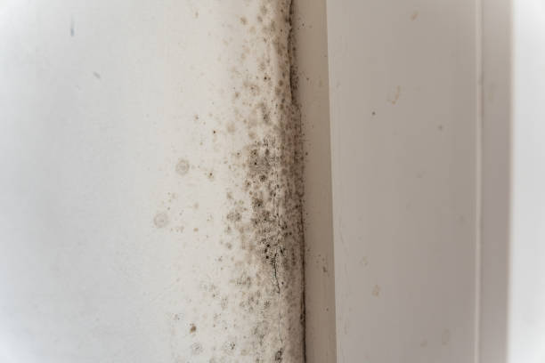 Trusted Sewaren, NJ Mold Removal Experts