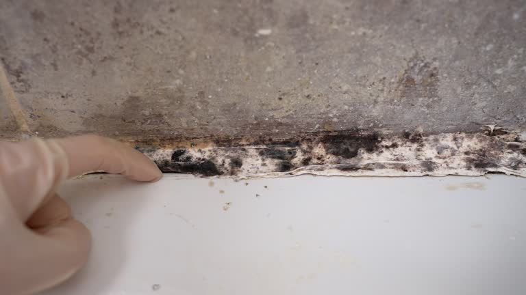 Best Commercial Mold Inspection  in Sewaren, NJ